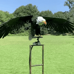 (🎁LAST DAY SALE - 50%OFF) - Flying Eagle - Garden Decoration